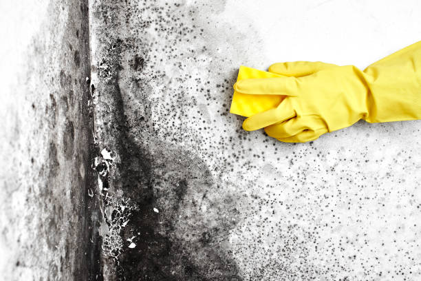 Best Residential Mold Remediation in Shelburn, IN
