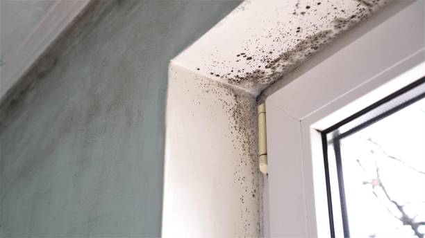 Best Attic Mold Remediation in Shelburn, IN