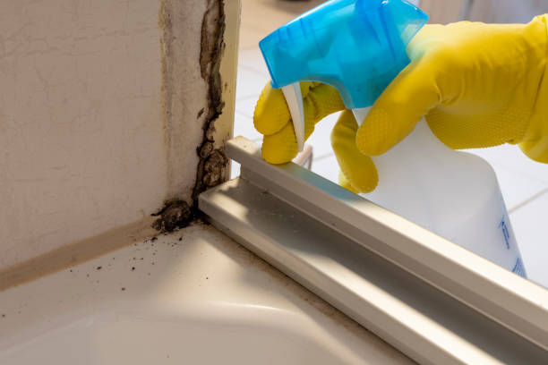 Best Bathroom Mold Remediation in Shelburn, IN