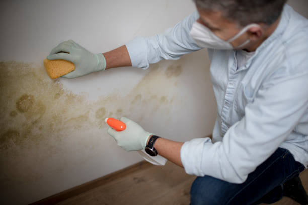 Best Attic Mold Remediation in Shelburn, IN