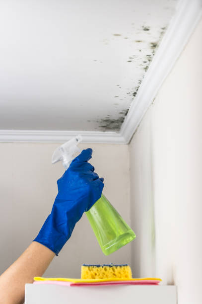 Professional Mold Remediation in Shelburn, IN