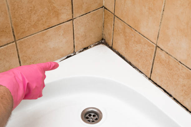 Best White Mold Remediation in Shelburn, IN