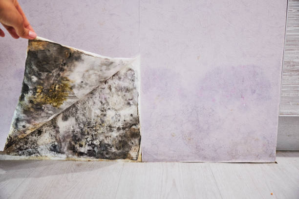 Best Black Mold Remediation in Shelburn, IN